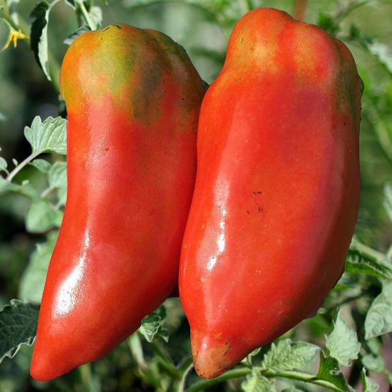 Mature Opalka Tomato Plant from Seeds, High-Yield Heirloom Paste Tomatoes