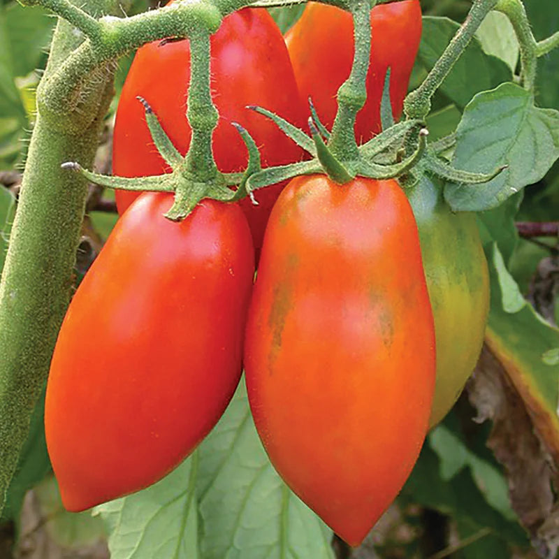 Opalka Tomato Seeds for Home Garden, Heirloom Paste Tomato Seeds