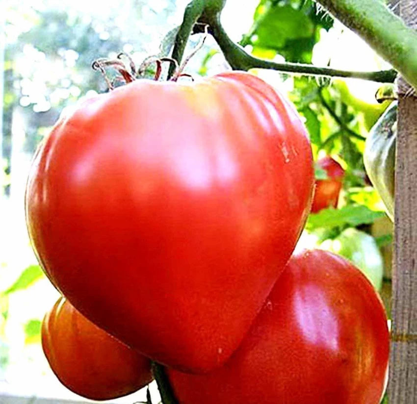 Oxheart Tomato Seeds Heirloom Variety for Home Garden