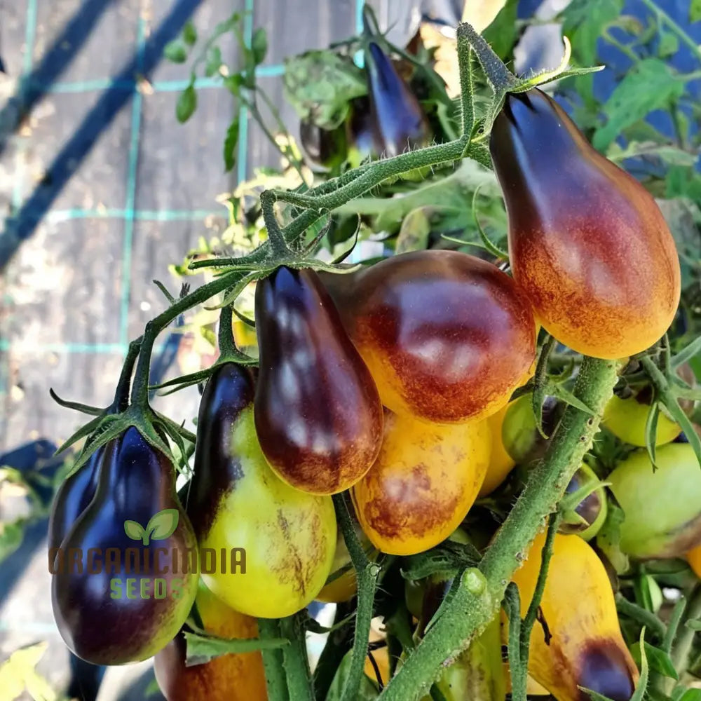 Pear Drops Tomato Seeds Packet, Sweet Yellow Cherry Tomato Variety