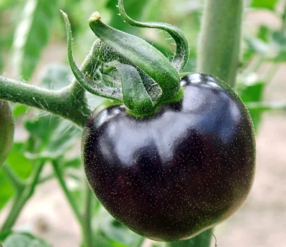 Peruvianum Tomato Seeds Packet, Heirloom Non-GMO Seeds for Planting