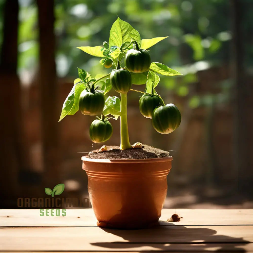Mature Tomato Plant from Premium Seeds, Vegetable Gardening