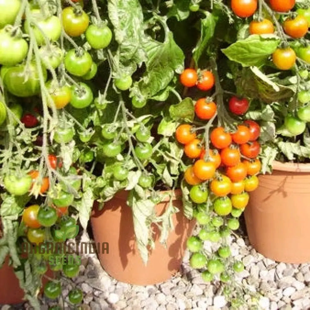 Outdoor Tomato Plants Grown from Heirloom Seeds