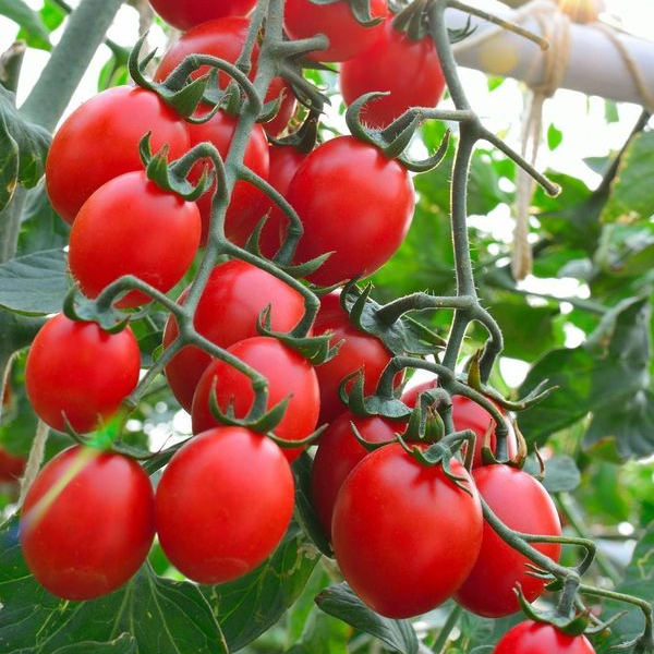 Principe Borghese Tomato Seeds Heirloom Italian Drying Variety