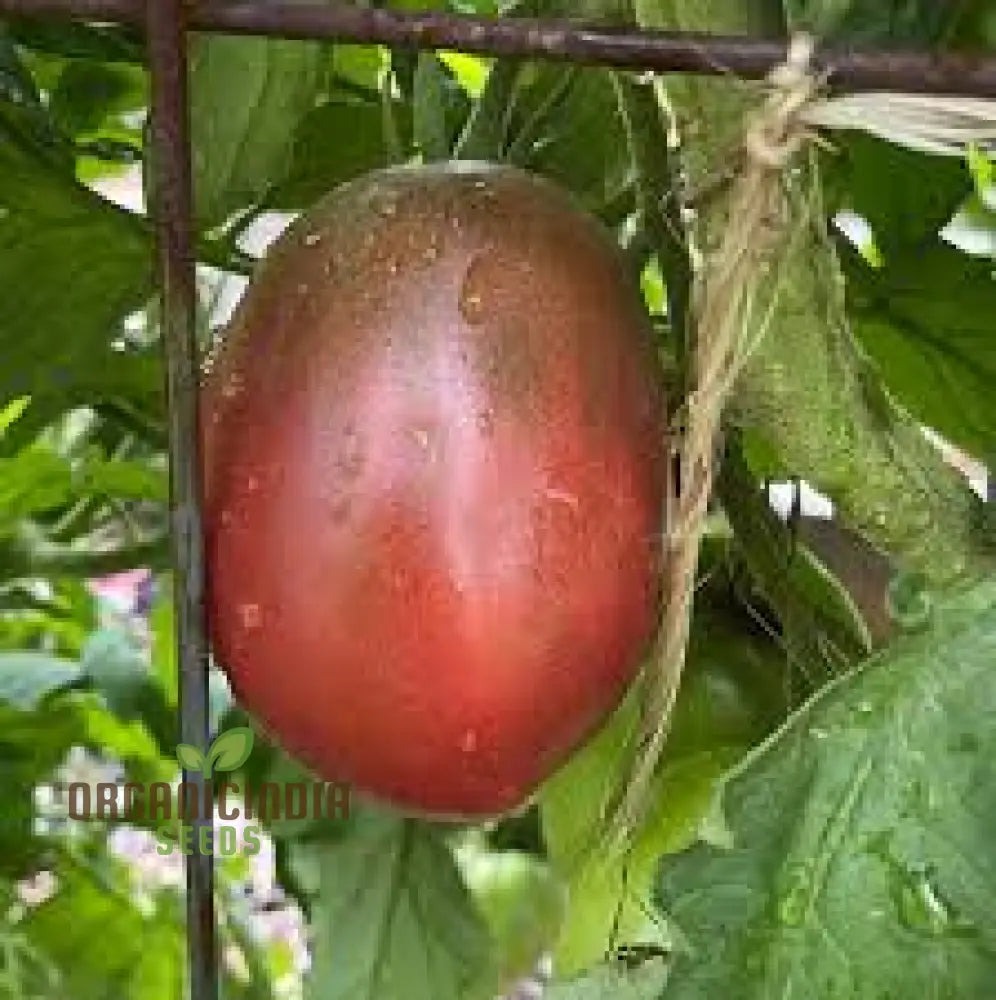 Close-Up of Purple Russian Tomatoes, Heirloom Tomato Seeds