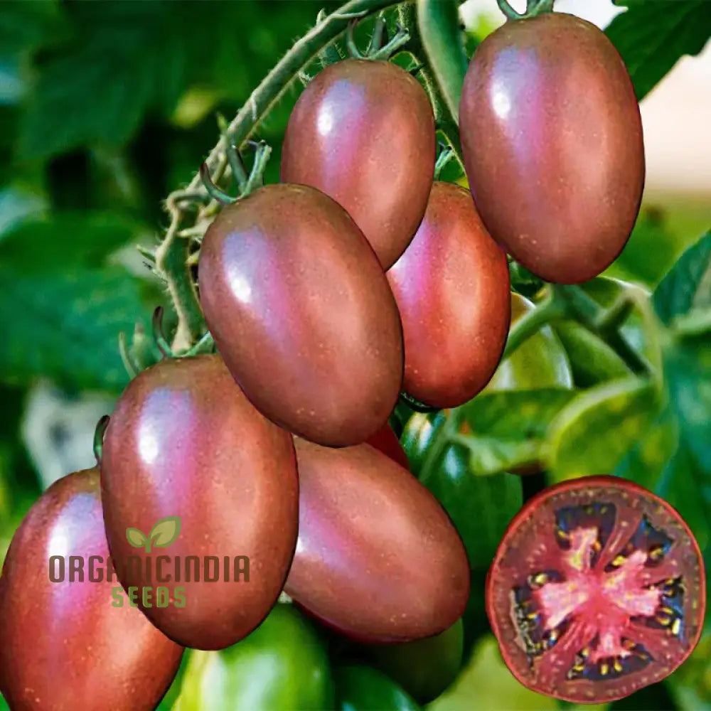 Purple Russian Tomato Seeds for Planting, Heirloom Garden Tomatoes