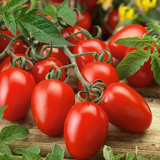 Roma VF Tomato Plant from High-Yield Paste Variety Seeds