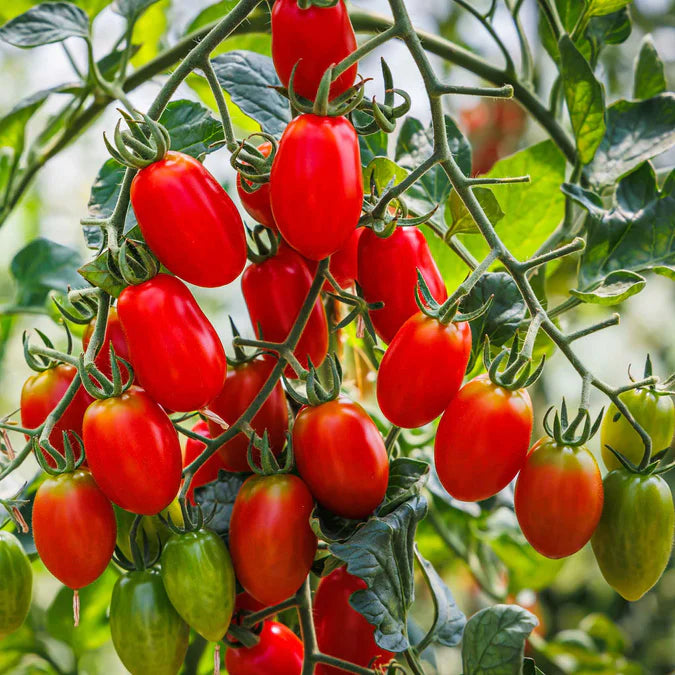Roma VF Tomato Seeds Disease-Resistant High-Yield Paste Variety