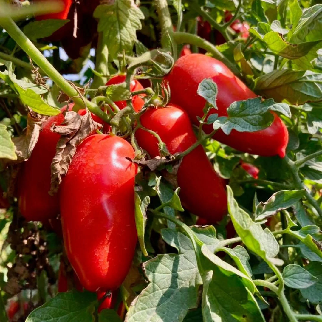 Mature San Marzano Tomato Plant from Seeds, Tall and Productive
