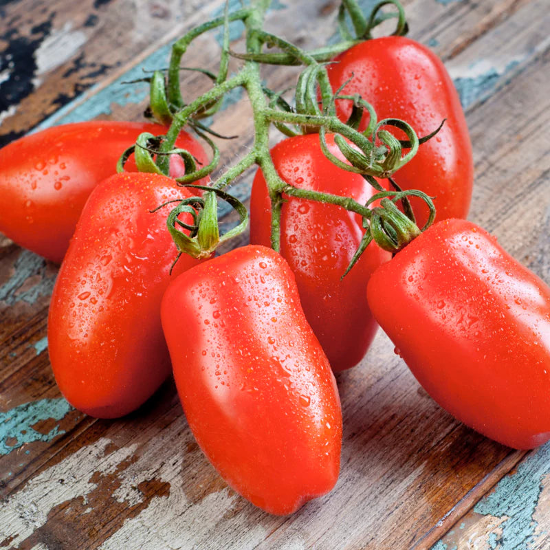 San Marzano Tomato Seedling in Garden, Easy-to-Grow Heirloom Tomatoes
