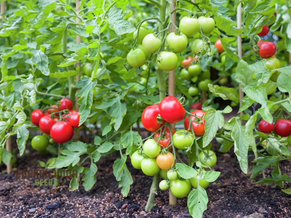 Tomato seeds growing in container garden setup