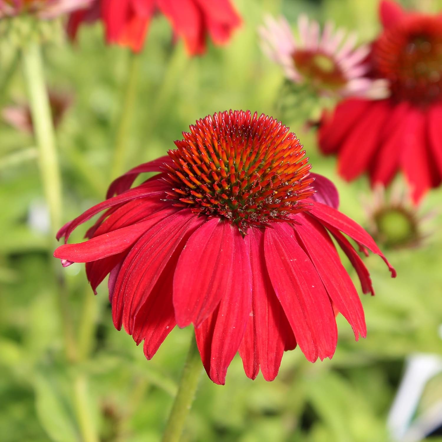Tomato Soup Echinacea seeds vibrant orange-red blooms