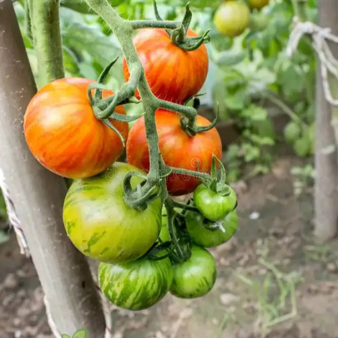 Tomato Tigerella Seeds For Planting Premium Quality Heirloom Successful Gardening Vegetable