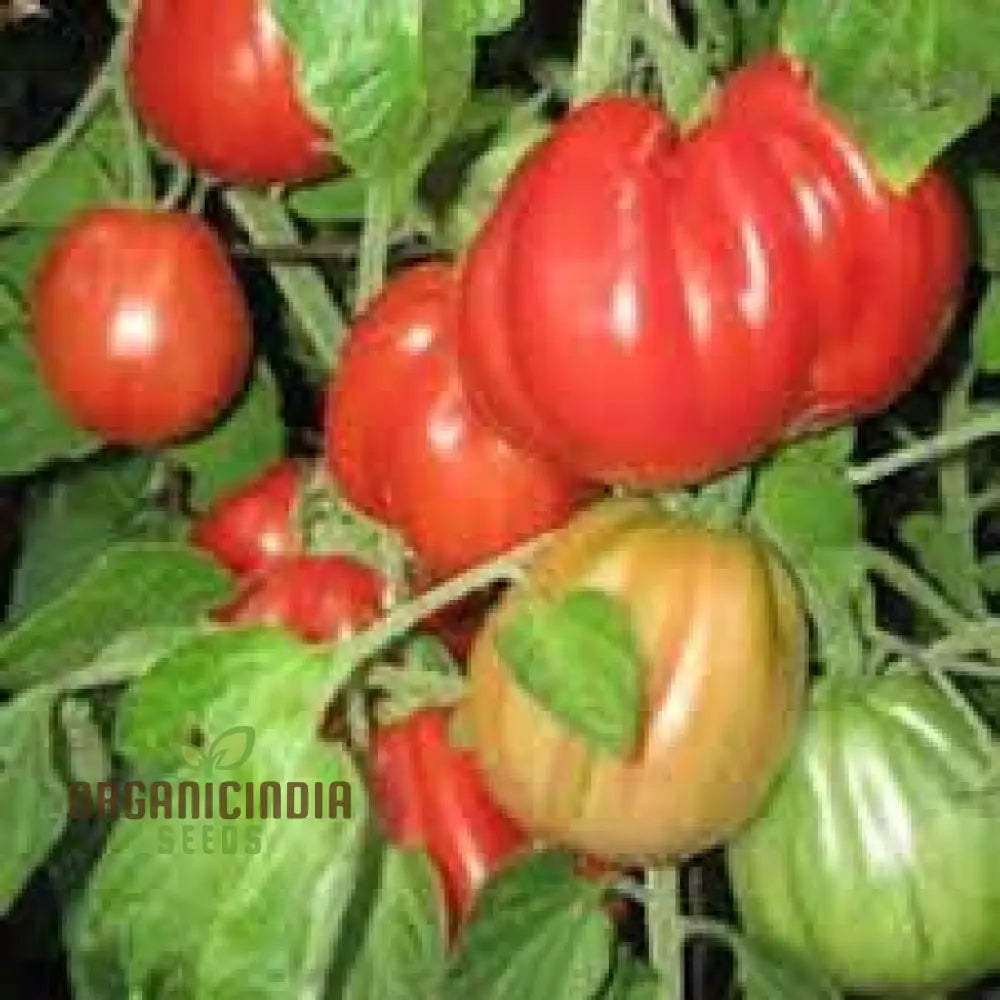 Tomato Tlacolula Seeds â€“ Premium Quality For Gardening Enthusiasts