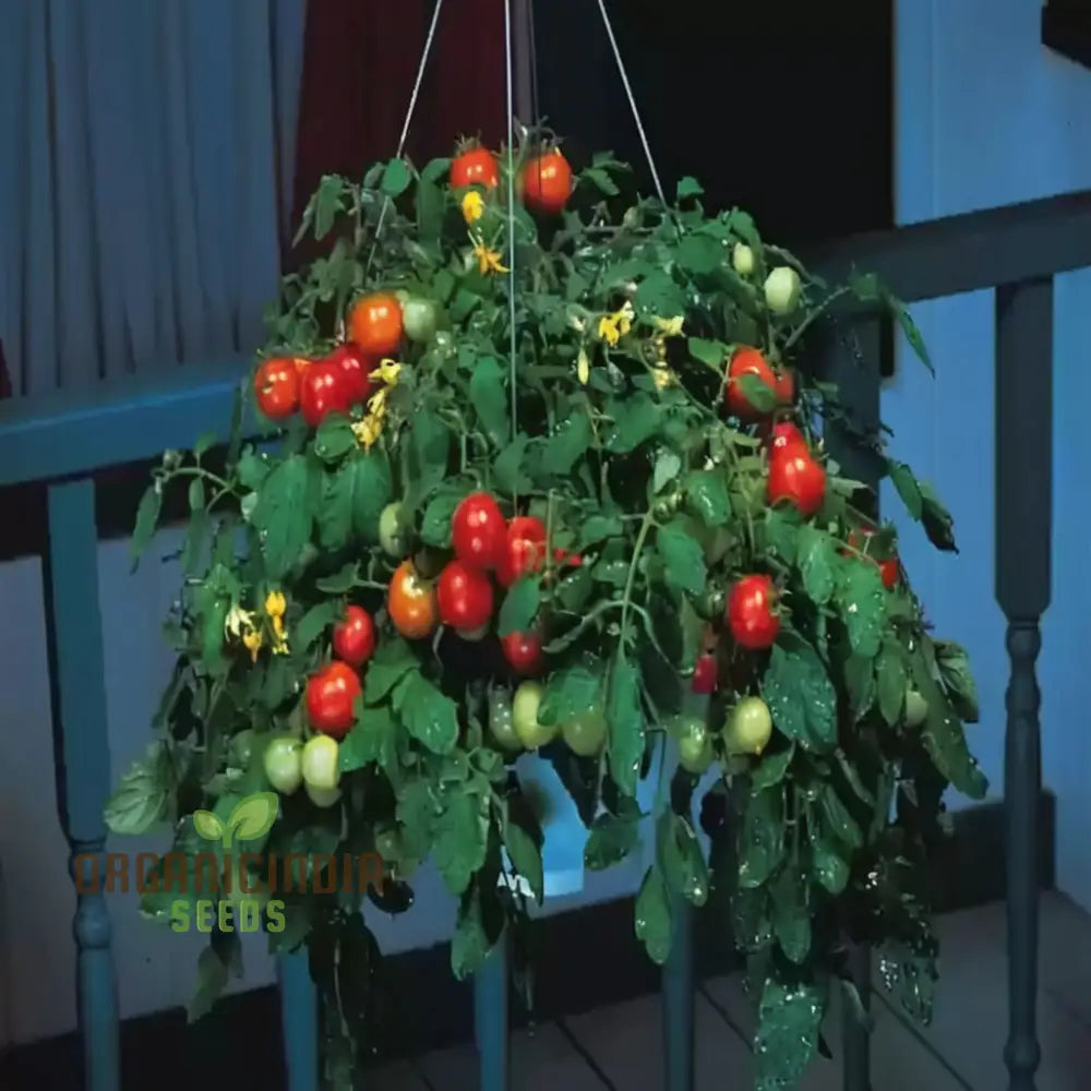 Tomato Tumbler Seeds - Grow Abundant And Delicious Tomatoes