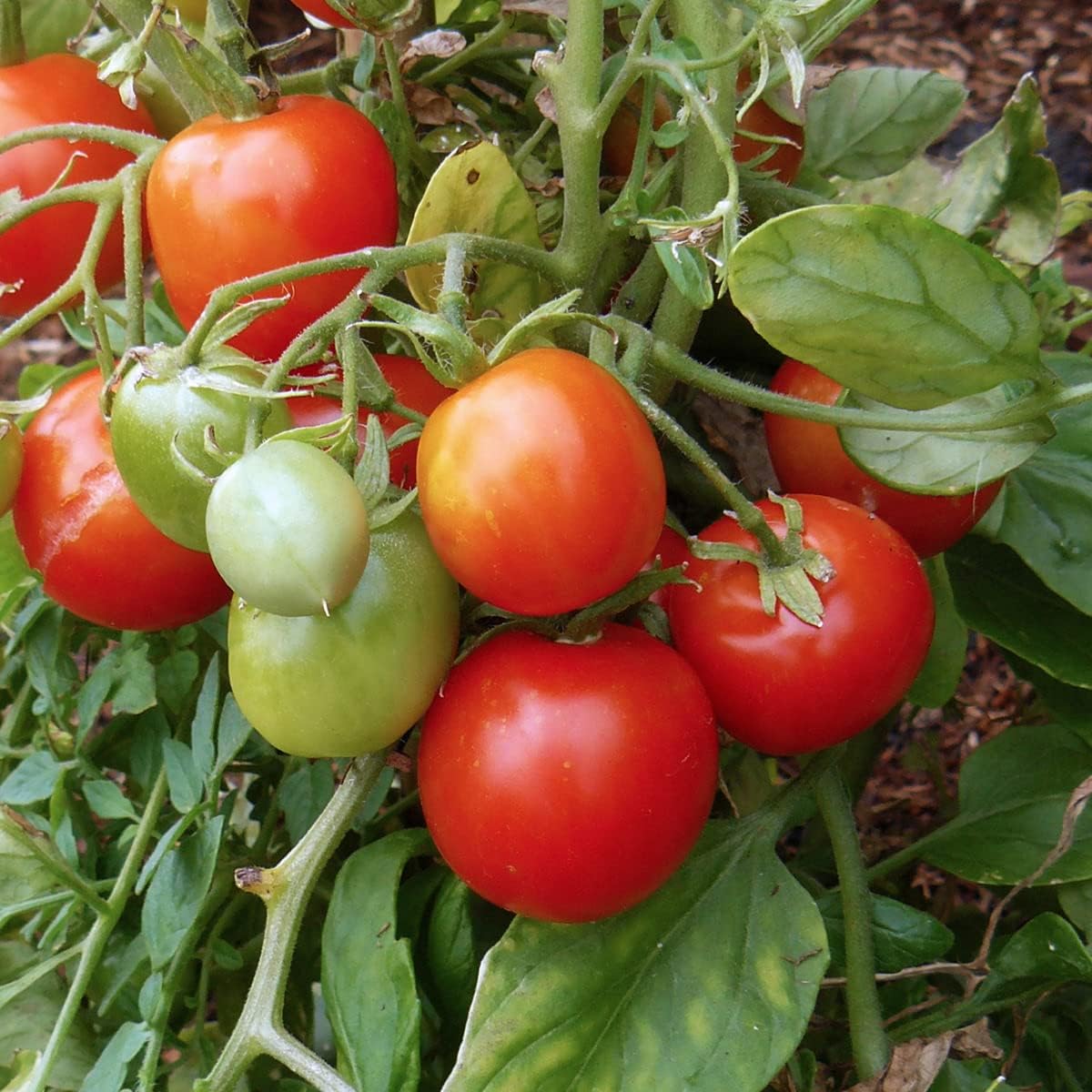 Ripe Tumbling Tom Red Tomatoes on Plant, Sweet Cherry Tomatoes