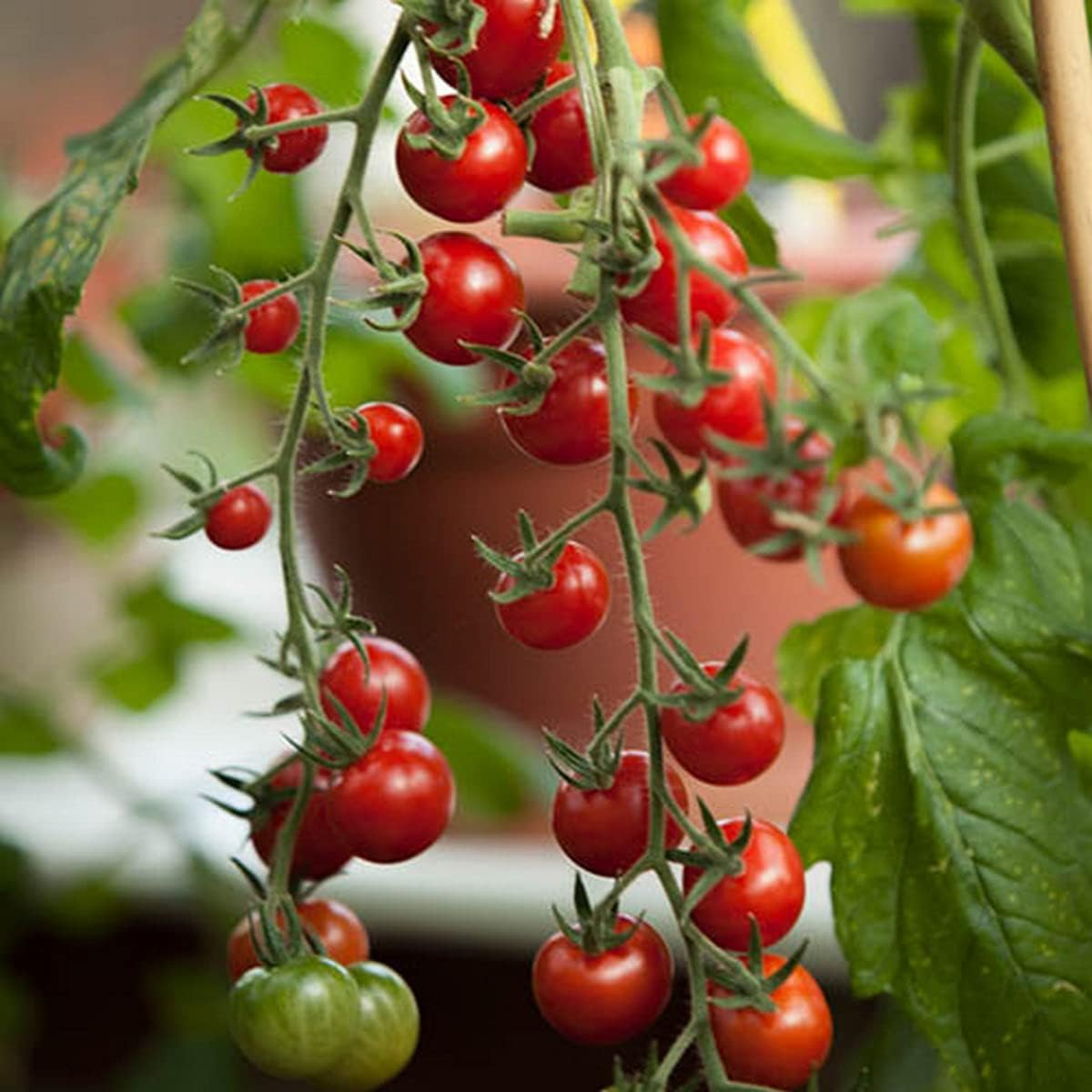 Tumbling Tom Red Tomatoes in Hanging Basket, Abundant Trailing Growth