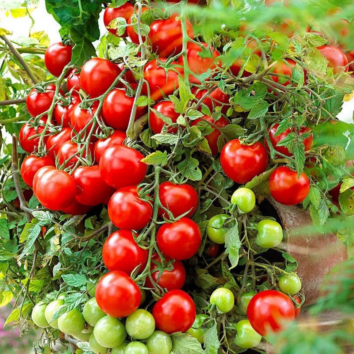 Tomato Tumbling Tom Red Seeds for Hanging Baskets, Cherry Tomato Variety