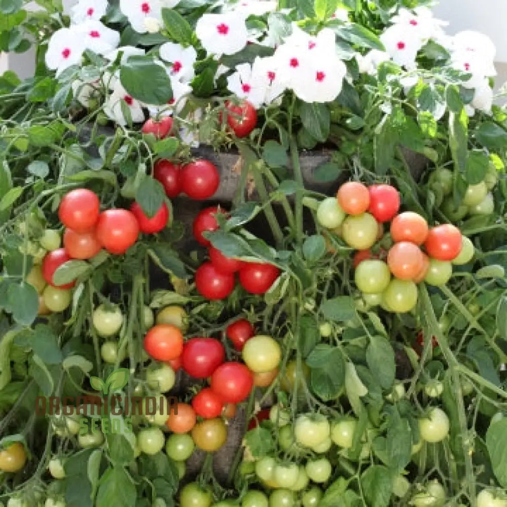 Heirloom Tomato Plants with Ripe Tomatoes Grown from Seeds