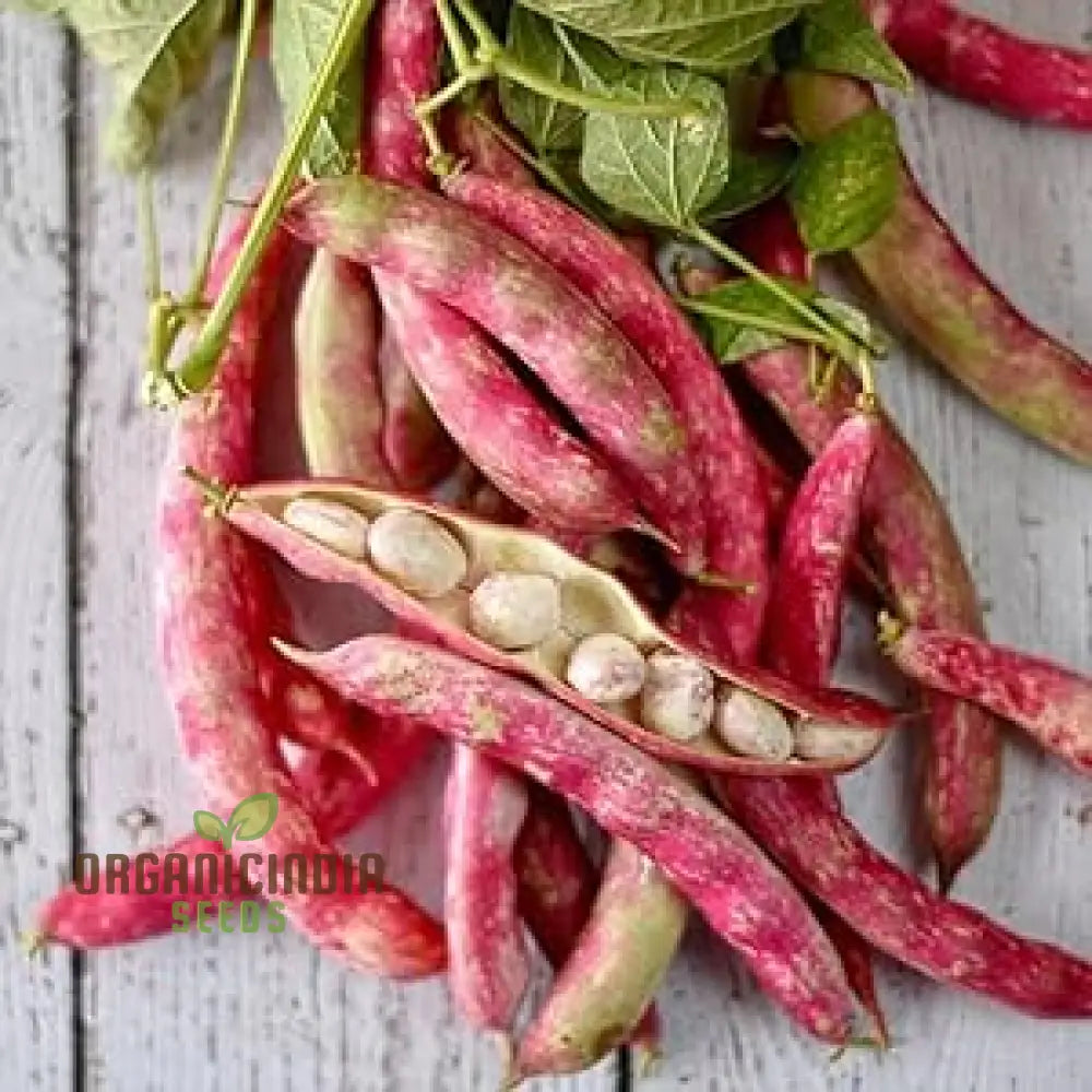 Mature Tongue of Fire Red Bean Plant with Colorful Pods