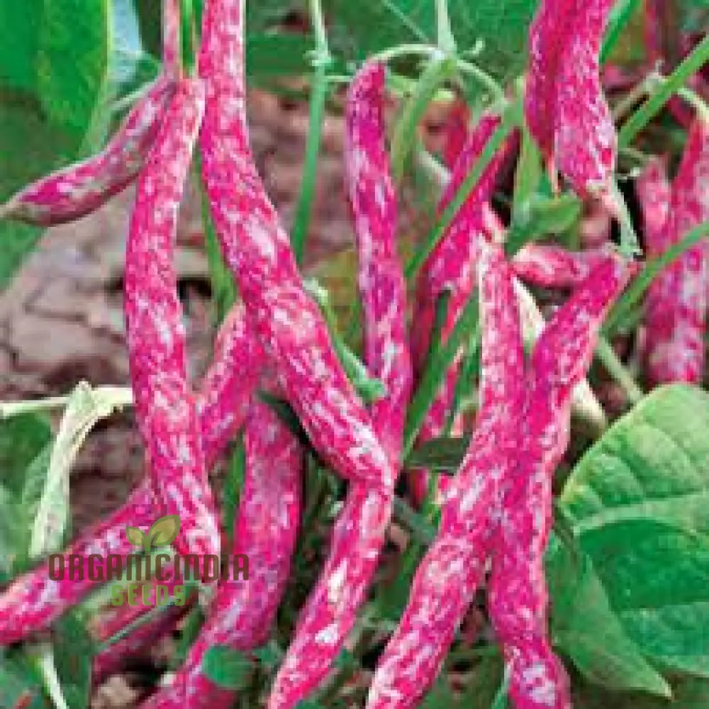 Tongue of Fire Red Bean Seeds for Planting, Heirloom Variety