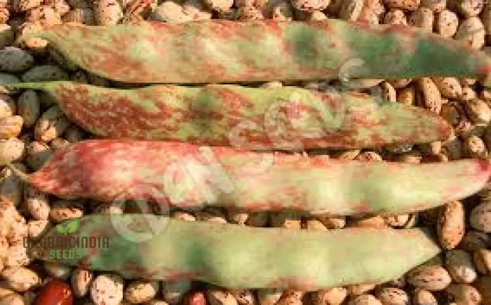 Closeup of Tongue of Fire Red Beans, Heirloom Garden Variety