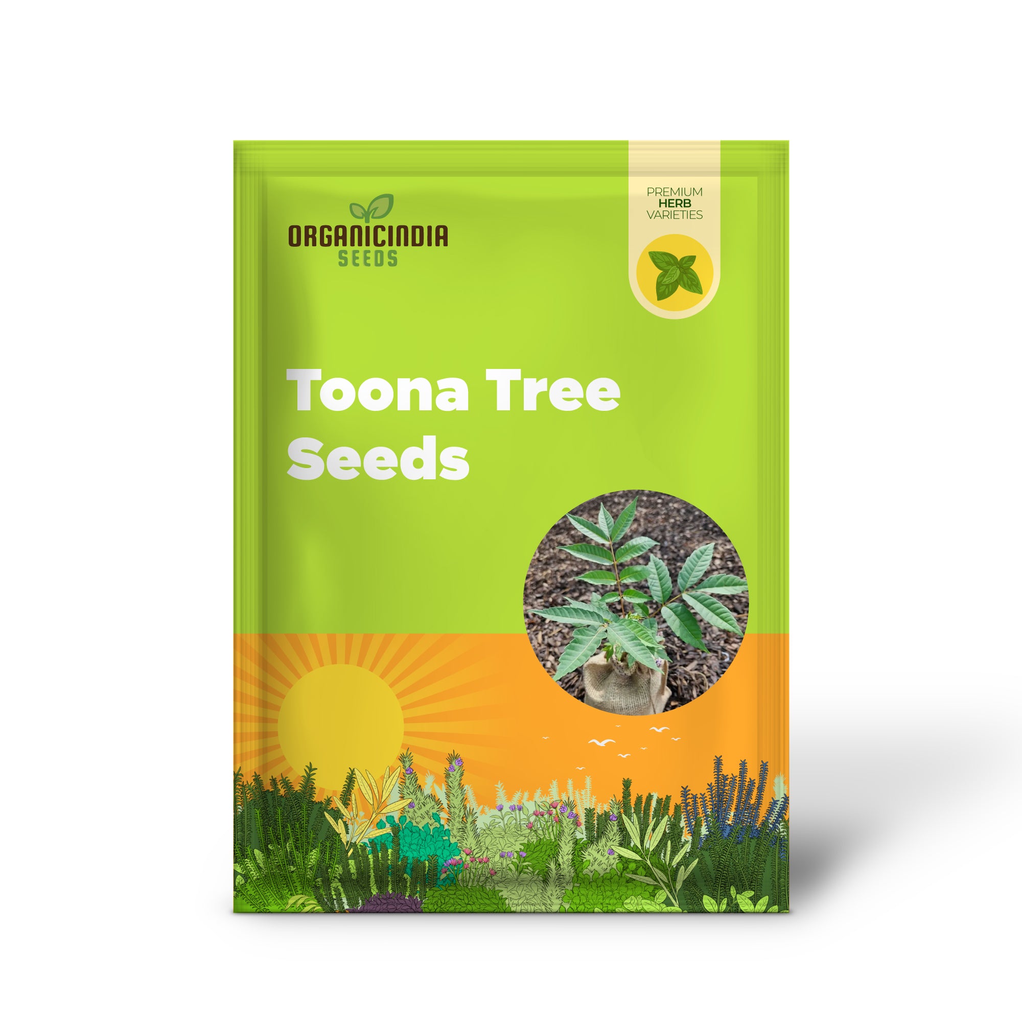 Toona Ciliata Tree with Lush Green Leaves in Outdoor Garden