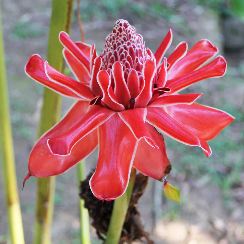Torch ginger seeds tropical plant for gardens