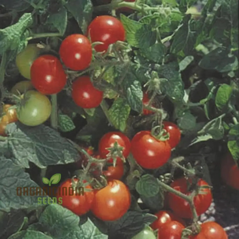 Totem Tomato Fruits on Plant, Juicy Homegrown Tomatoes