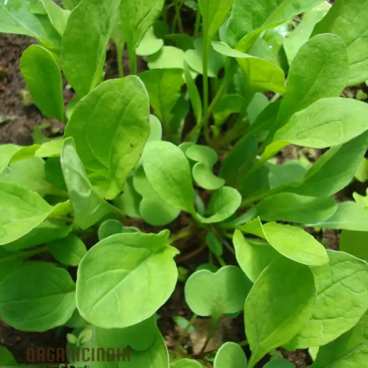 Mature Touch of Apollo Arugula Plant from Seeds, Tender and Flavorful Leaves
