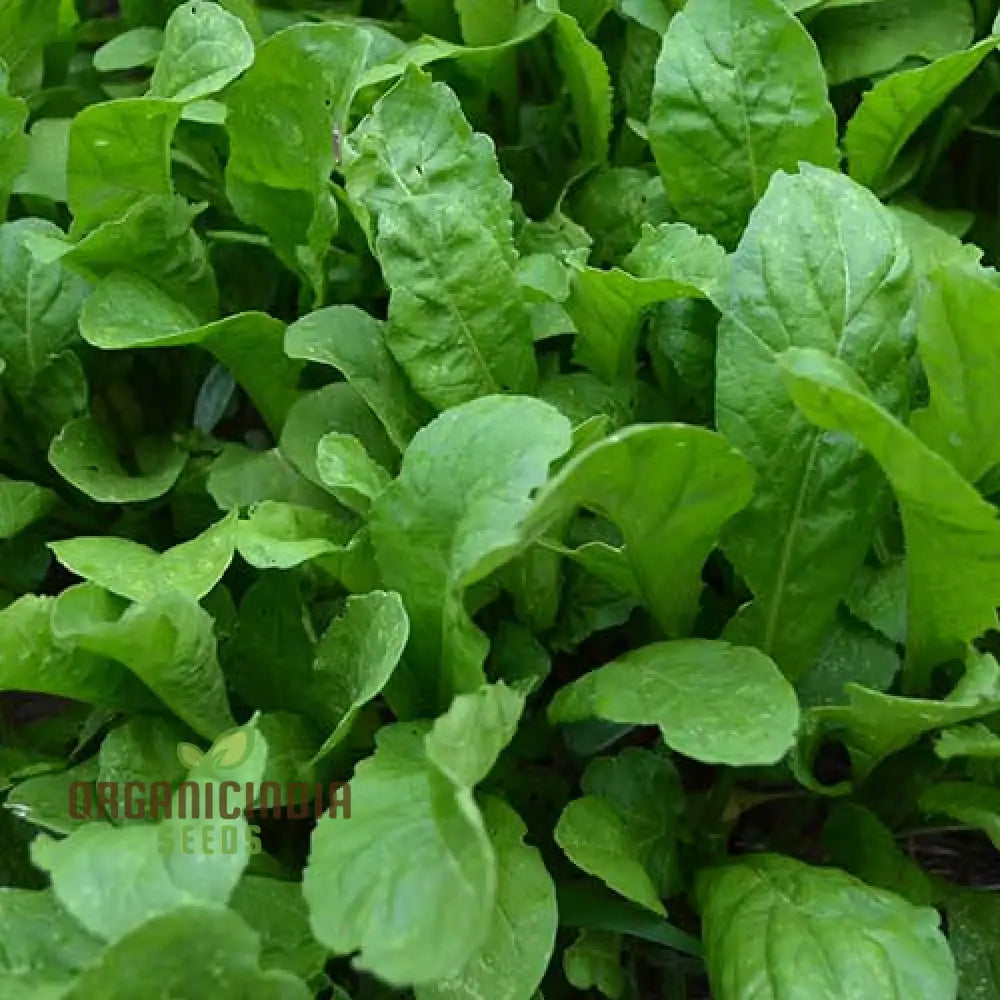Touch of Apollo Arugula Seeds for Garden, Premium Leafy Green Seeds