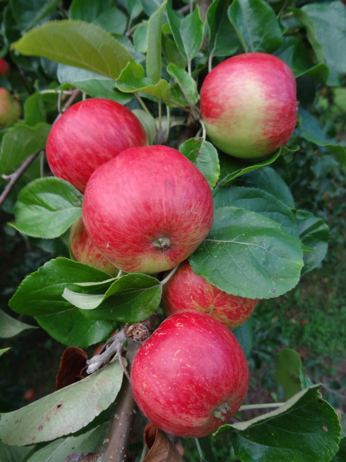 Traditional cider apple tree seeds for home gardeners
