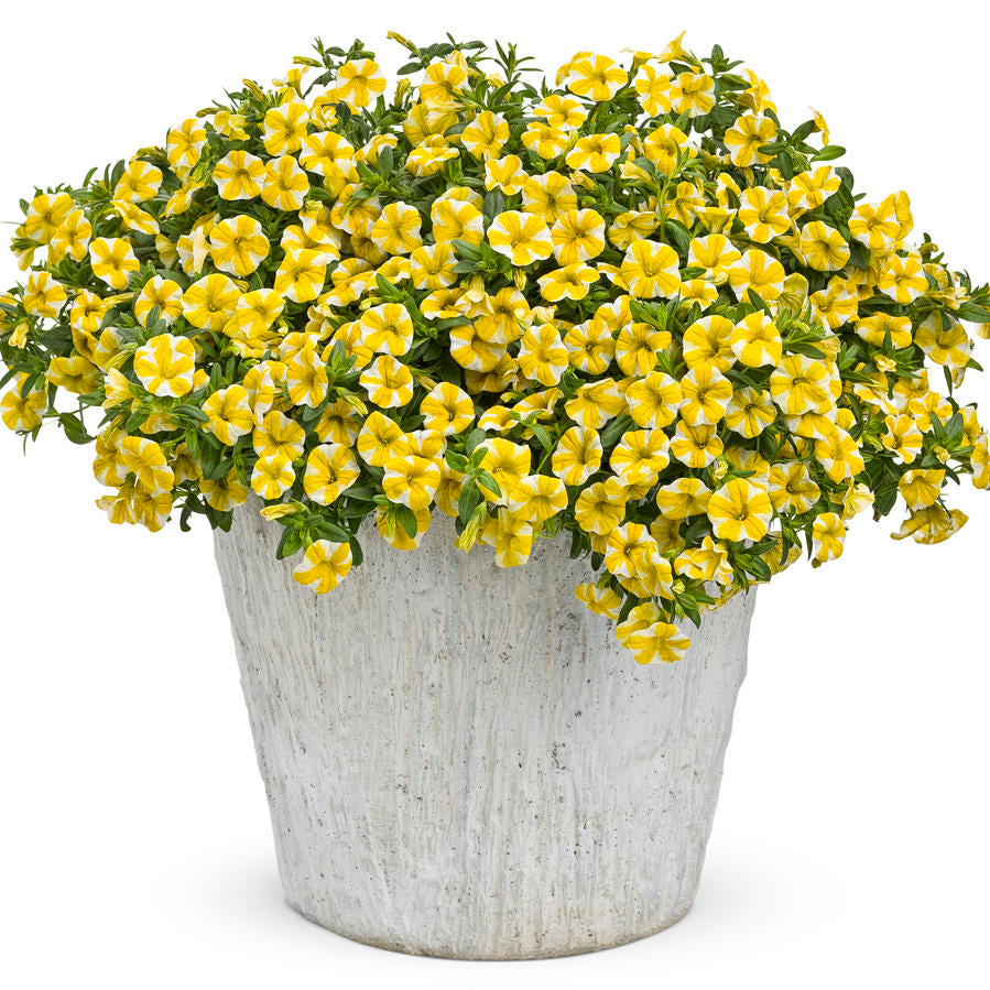 Trailing Calibrachoa Seeds for Vibrant Patio and Container Gardens
