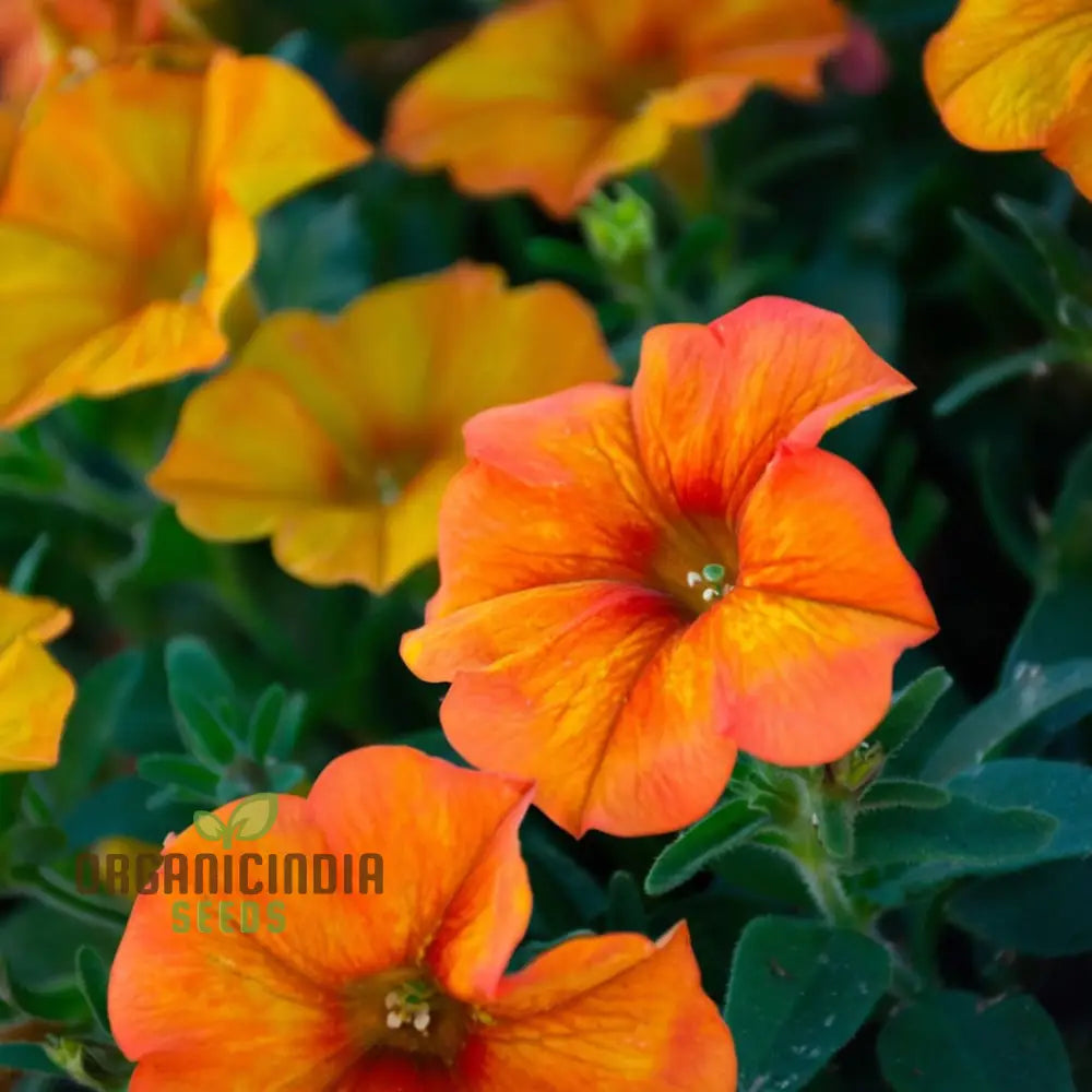 Trailing Orange Petunia in Hanging Basket