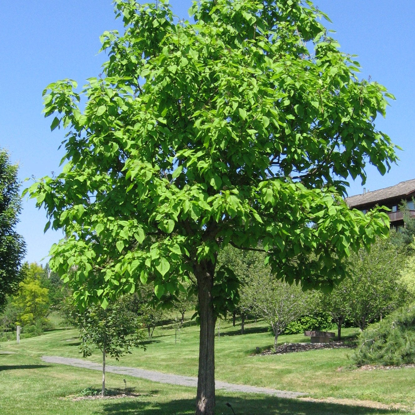 Southern Catalpa Tree in Bloom, Showy White Flowers from Seeds