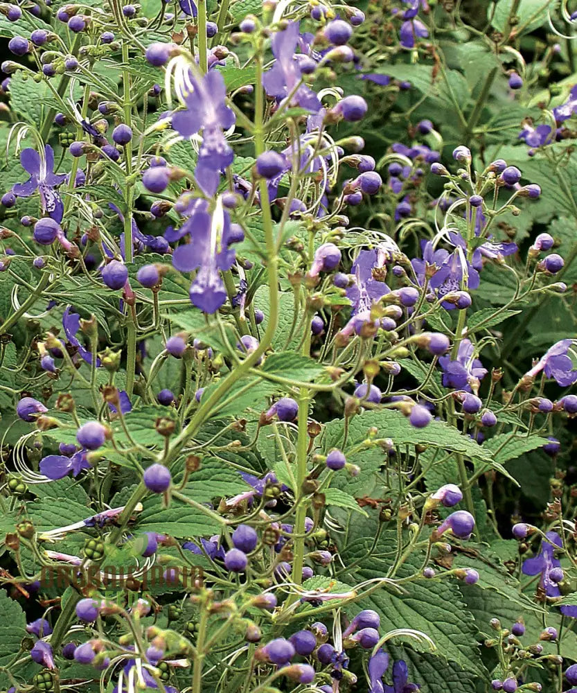 Trichostema Blue Bonnets Seeds For Vibrant Garden Blooms | Gardening Enthusiastâ€™s Choice