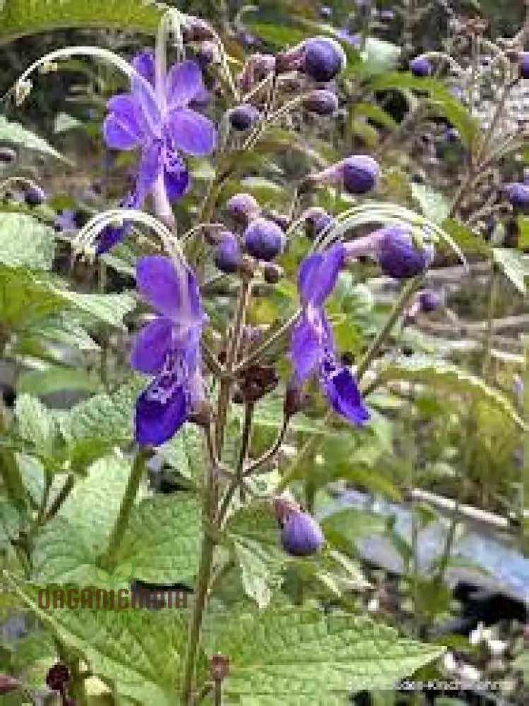 Trichostema Blue Bonnets Seeds For Vibrant Garden Blooms | Gardening Enthusiastâ€™s Choice