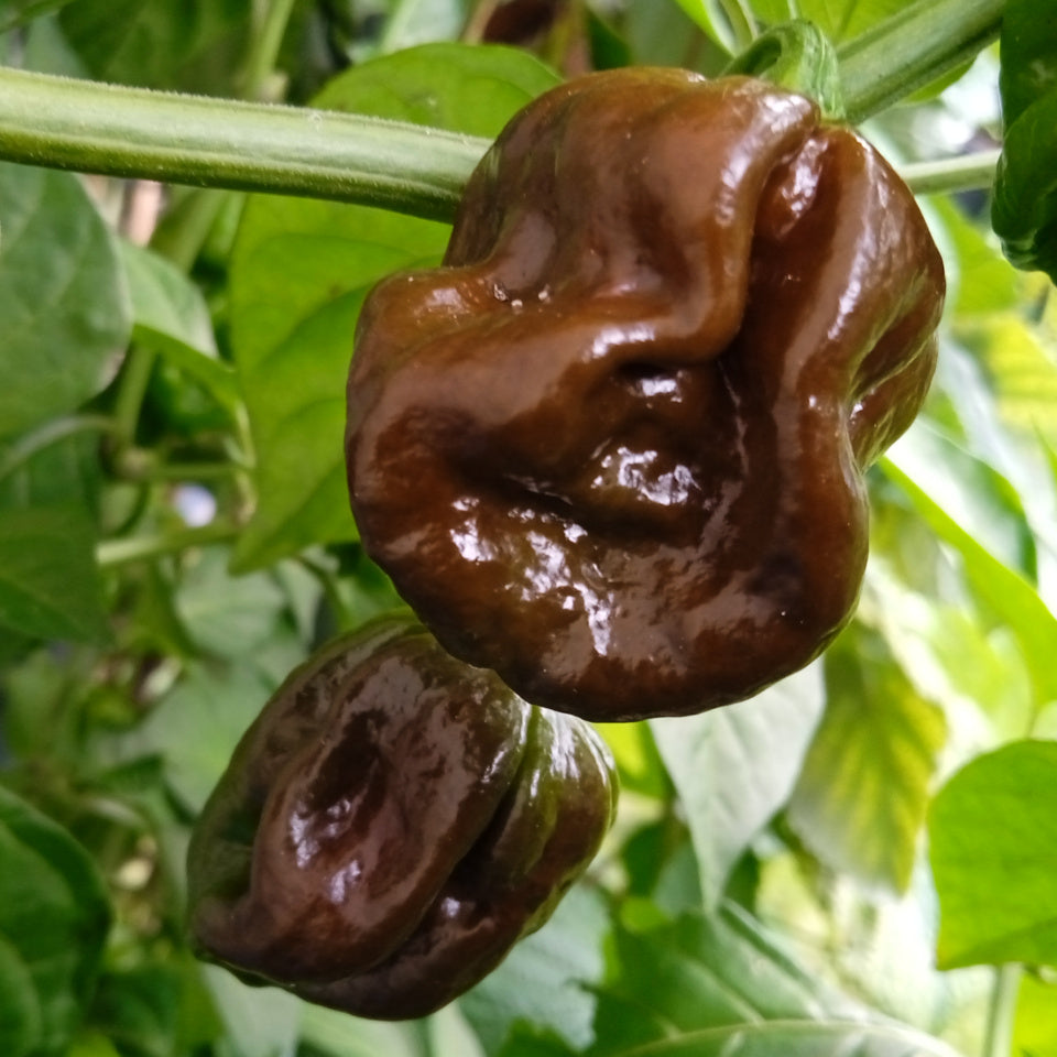 Trinidad 7 Pod Brown Chili Plants in Garden, Premium Gardening Seeds