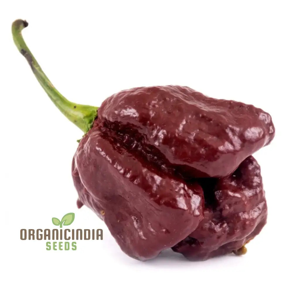 Trinidad 7 Pod Brown Chilli Seedlings Growing, High Yield Pepper Seeds