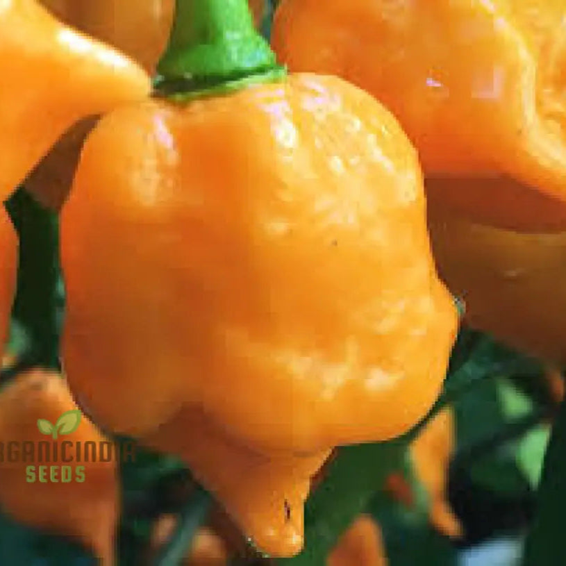 Trinidad Scorpion Yellow Chilli Seeds for Planting, Home Garden Pepper Seeds