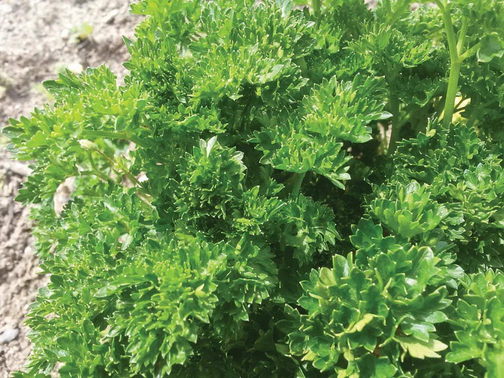 Triple Curled Parsley Seeds Heirloom Non-GMO Culinary Herb