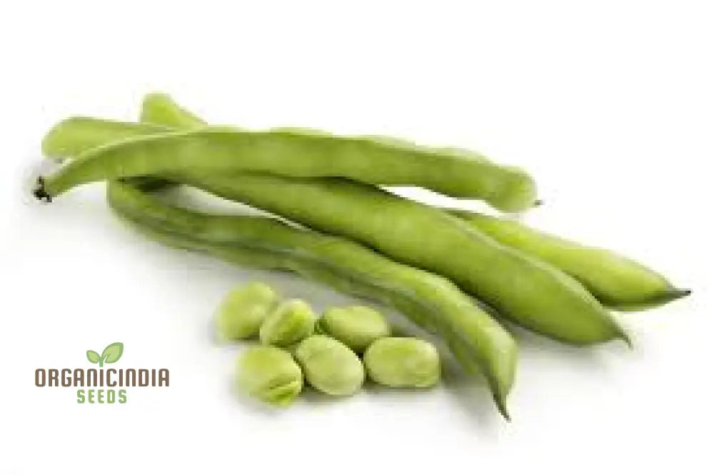 Mature Tripoli Plant from Seeds, Organic Garden Variety