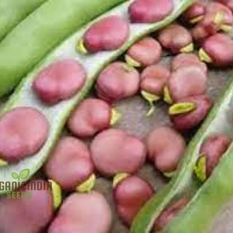 Tripoli Seedlings from Organic Seeds, Easy-to-Grow Garden Plants