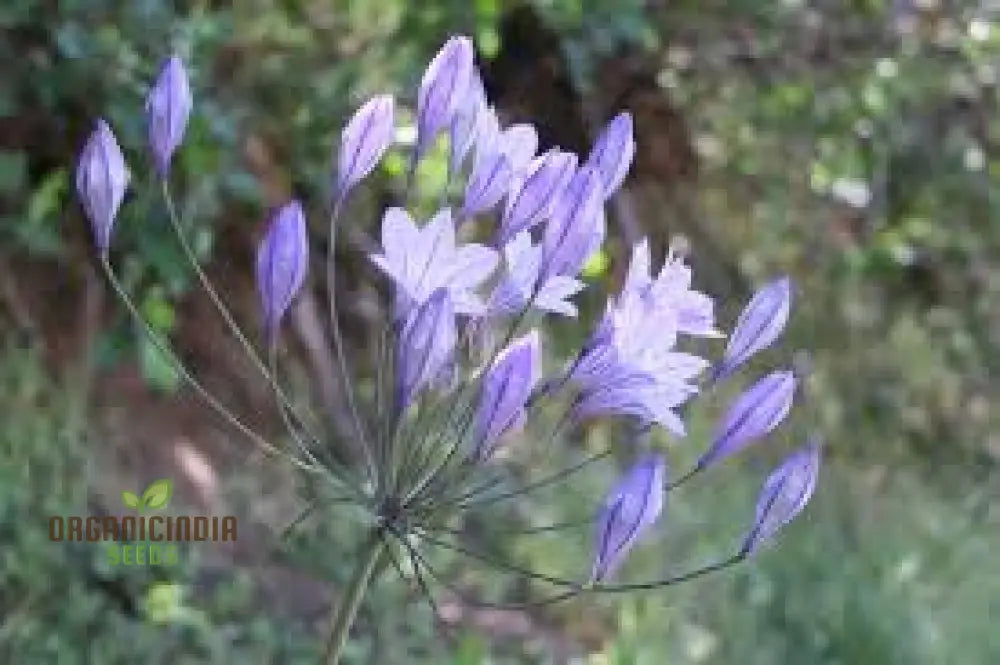 Triteleia Laxa (Brodiaea Laxa) Seeds For Gardening Enthusiasts â€“ Premium Quality Flower Vibrant