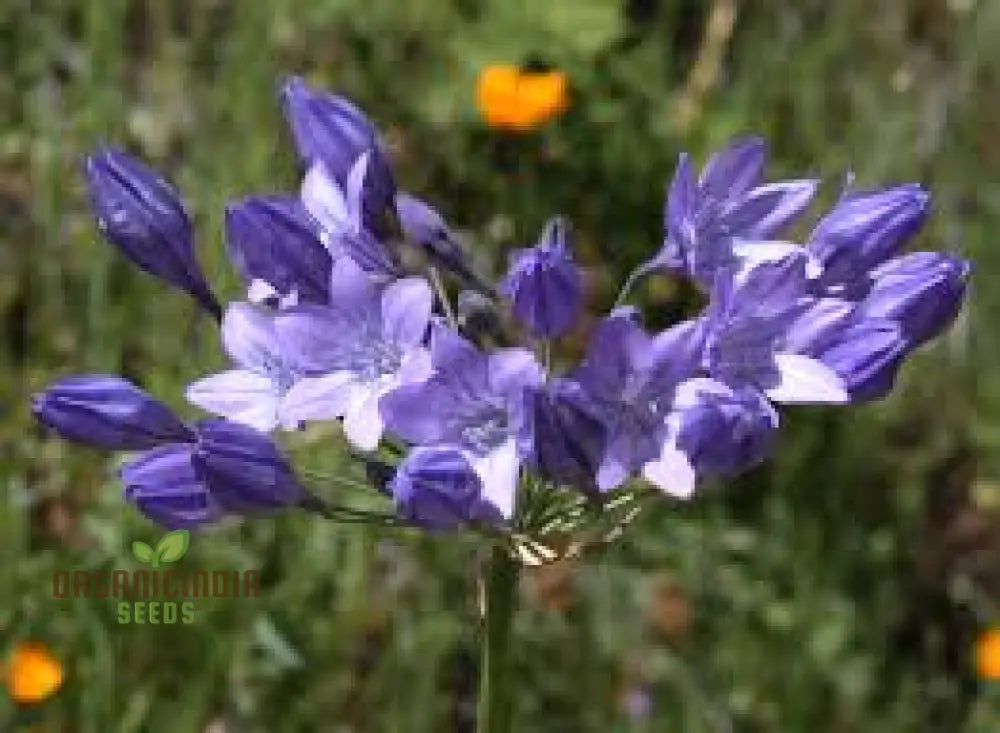 Triteleia Laxa (Brodiaea Laxa) Seeds For Gardening Enthusiasts â€“ Premium Quality Flower Vibrant