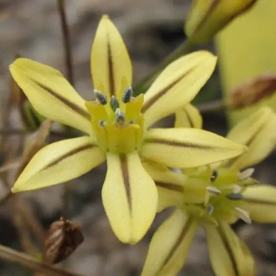Triteleia seeds germinating in tray for outdoor garden planting