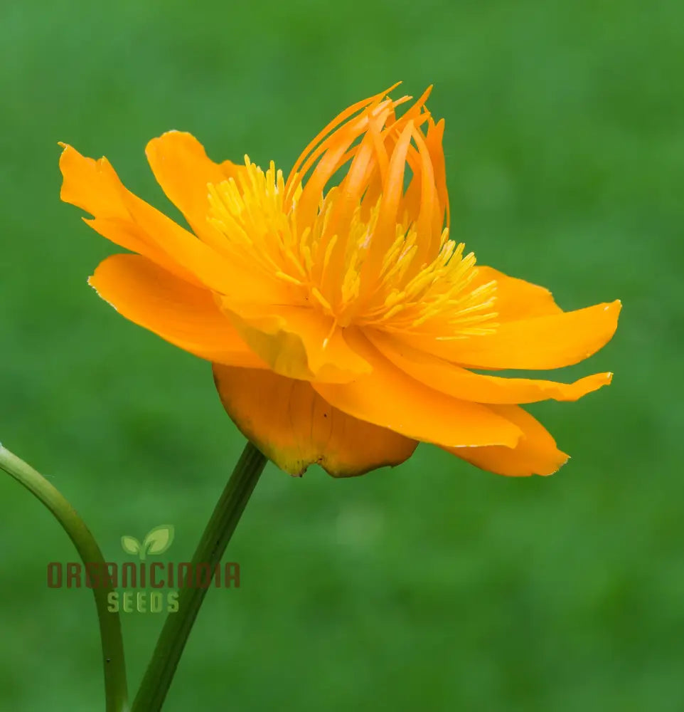 Trollius Chinensis Seeds For Exceptional Gardening â€“ Transform Your Garden With These Rare And