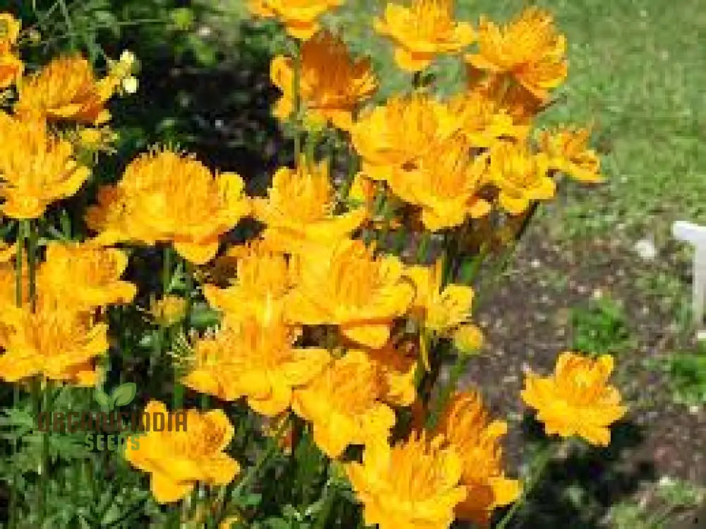 Trollius chinensis seeds rare perennial flowers for gardens