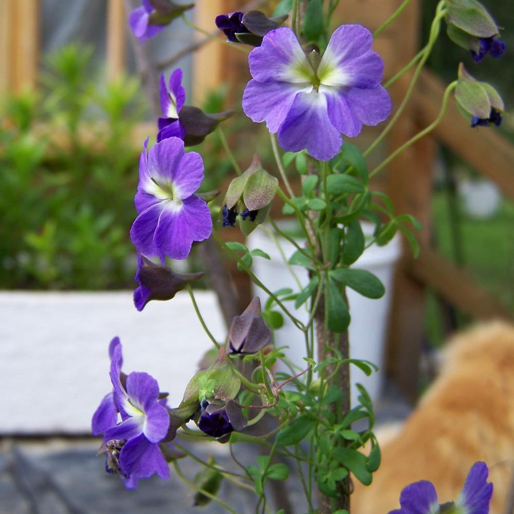 Tropaeolum Azureum seeds for planting