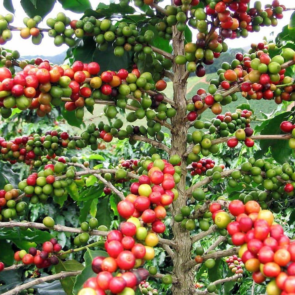 Tropical coffee seeds for planting lush green coffee trees